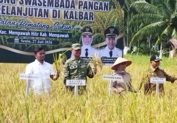 Danramil Mempawah Hilir Hadiri Gerakan Panen Padi, Dukung Swasembada Pangan Berkelanjutan