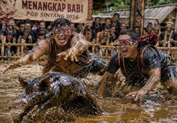 Pekan Gawai Dayak Sintang Hadirkan Lomba Tangkap Babi Berlumur Oli