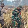 TNI-Polri Kembali Tindaklanjuti Karhutla di Antibar, Pastikan Sisa Bara Api Tak Meluas